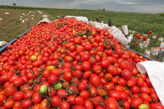 Markette 2.5 TL olan domates, tarlada 30 kuruş