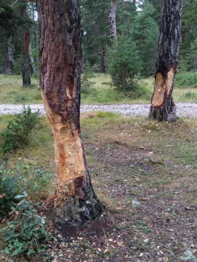 Piknikçiler ağaçlara zarar verdi