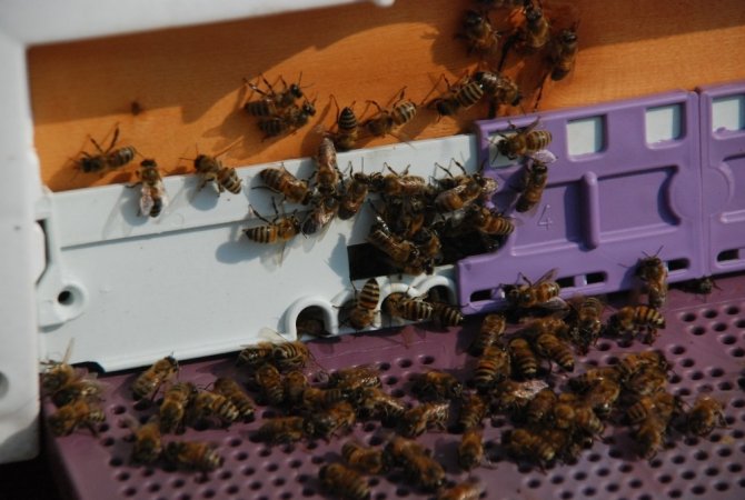 Bakanlık önlem aldı, arı ölümleri azaldı