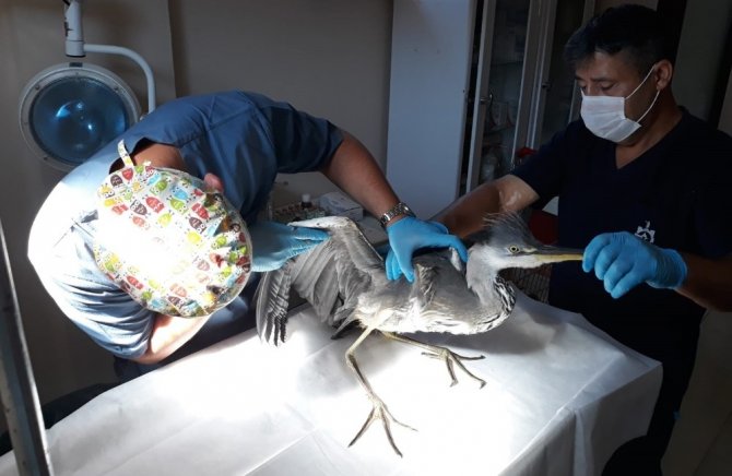 Kocaeli’de yaralı kuşlar tedavi edilerek doğaya salındı