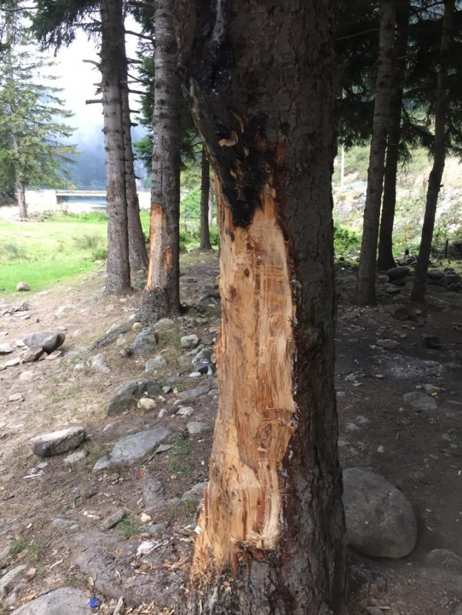 5 liralık çıra için 70 yıllık ağaçlara böyle zarar verdiler
