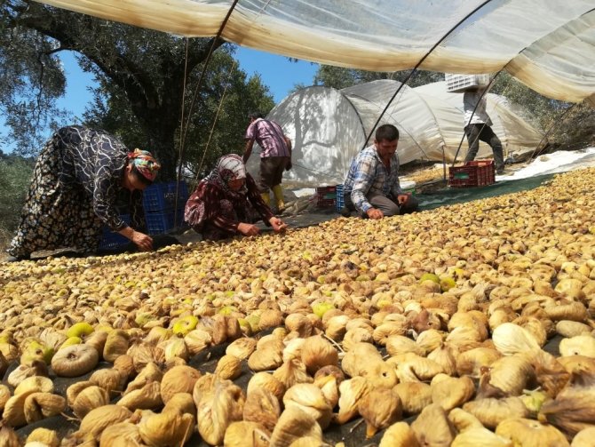 Aydın’da incir üreticisi şokta
