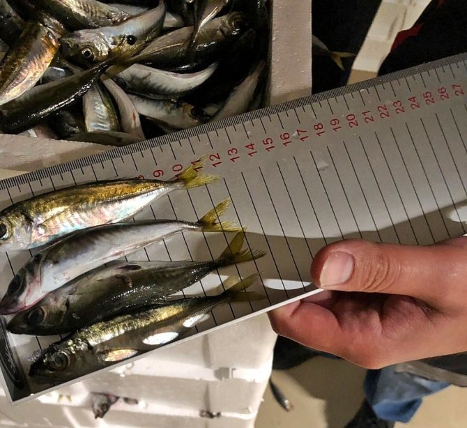 Gürpınar Su Ürünleri Hali’nde boy ölçülerine uymayan 6.5 ton balığa el konuldu