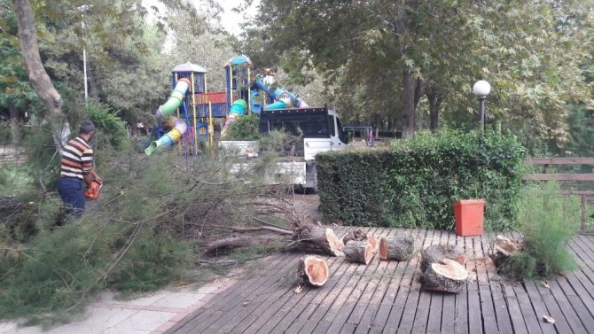 Kozan’da fırtına ağaçları devirdi