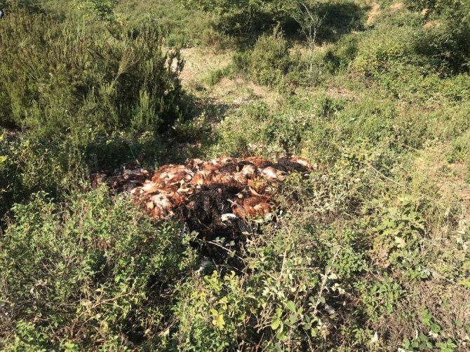 Bursa’da arazide binlerce ölü tavuk bulundu