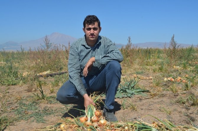 Kayseri’de ilk defa soğan eken çiftçi Yılmaz: "4 ila 7 ton arasında verim bekliyoruz"