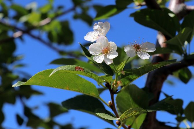 Gümüşhane’de iklimi şaşıran vişne ağacı sonbaharda çiçek açtı