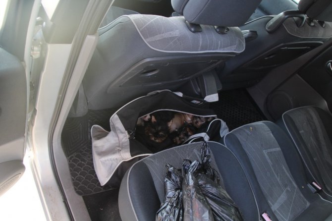 Kapıkule’de yolcunun çantasından 11 köpek yavrusu çıktı