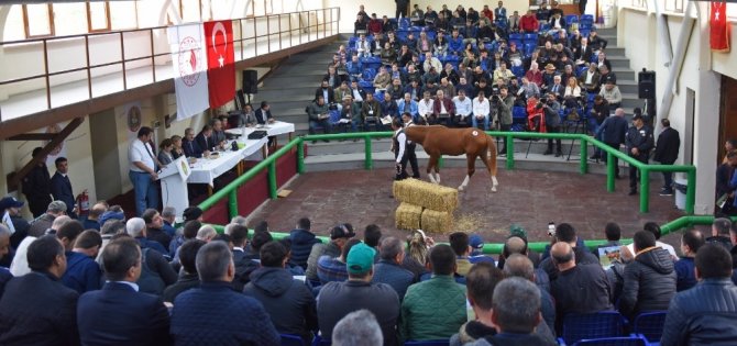 16 Arap yarış atının satışından 3 milyon 445 bin TL gelir elde edildi