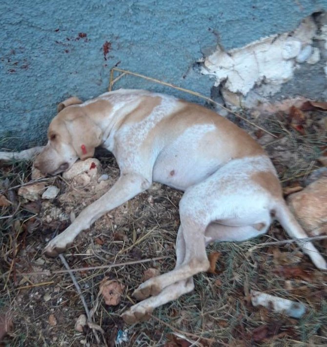 Sokak köpeğini işkenceyle öldürdüler