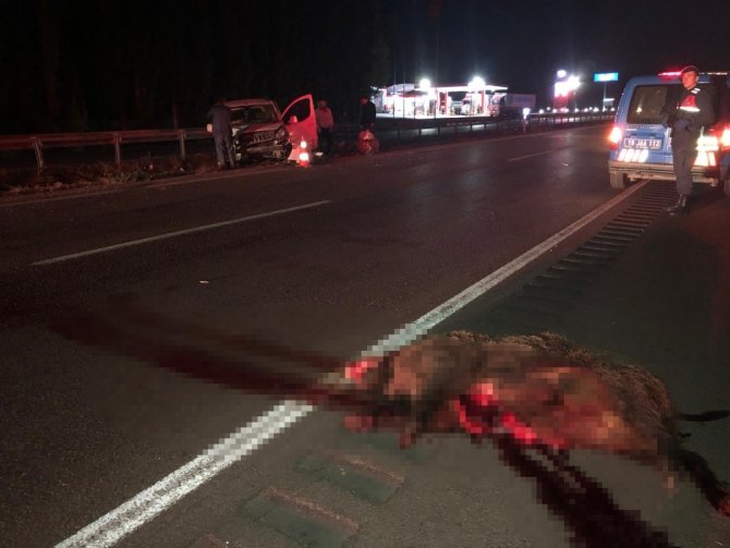 Yola çıkan domuz 3 ayrı kazaya neden oldu: 6 yaralı