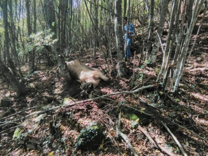 Kastamonu’da ayı büyükbaş hayvanı parçaladı