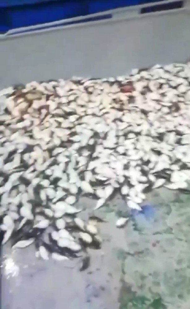 Antalya’da balıkçı ağına yüzlerce balon balığı takıldı
