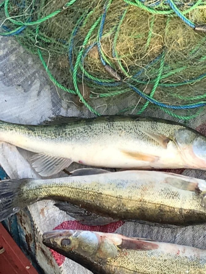 Eğirdir Gölü’nde kaçak sudak balığı avcılığına 3 bin 292 lira ceza