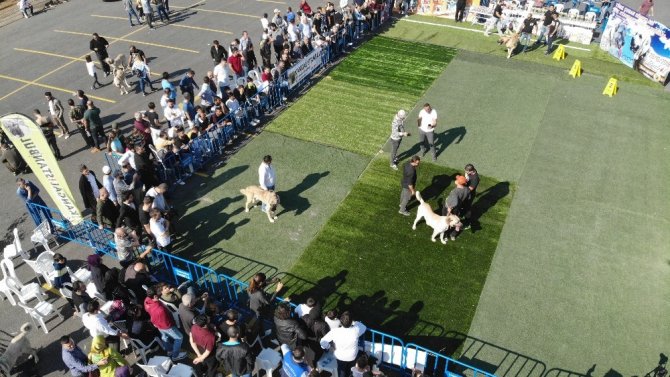 Türk çoban köpekleri Ümraniye’de yarıştı