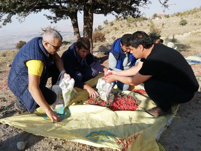 Alıç meyvesi Aksaray’da köylülerin sezonluk geçim kaynağı oldu