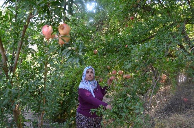 Siirtli kadın çiftçinin projesi Türkiye ikincisi oldu