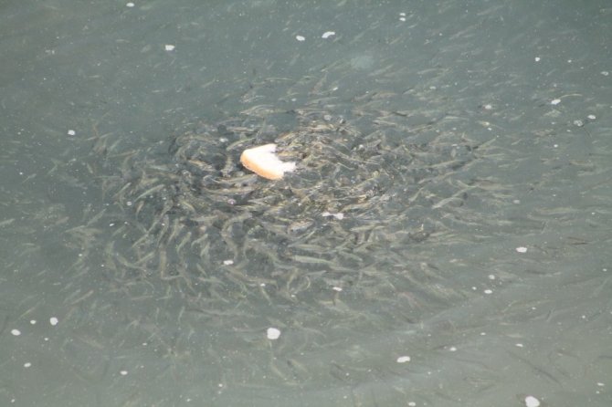 Nehirde mahsur kalan balıkları vatandaşlar besliyor