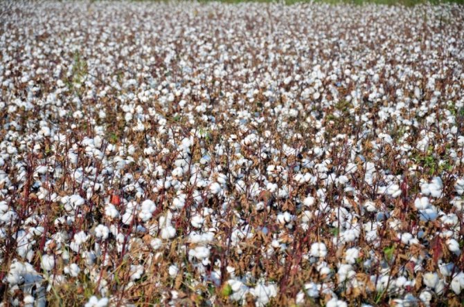 Denizli’de bu yıl 51 bin ton kütlü pamuk üretimi bekleniyor
