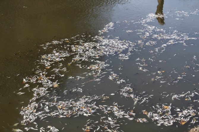 Bursa’da yine çevre felaketi...Manyas’tan doğan Kara Dere’de binlerce balık öldü