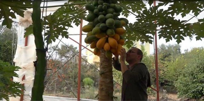 Okuduğu yalnız ada filmlerinde etkilenip papaya üretimine başladı