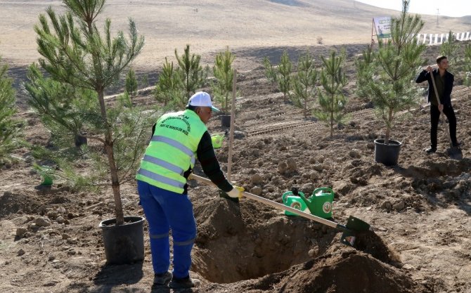 Van Büyükşehir Belediyesi, 100 bin metrekarelik alanı ağaçlandıracak