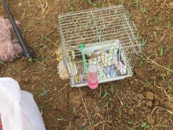 Koruma altına alınan saka kuşunu avlayan 8 kişiye para cezası yağdı