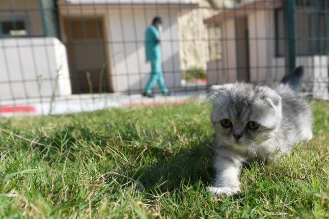 Yavru kedi cerrahi müdahale ile hayata tutundu