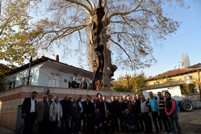 Bu ağaç tam 570 yaşında