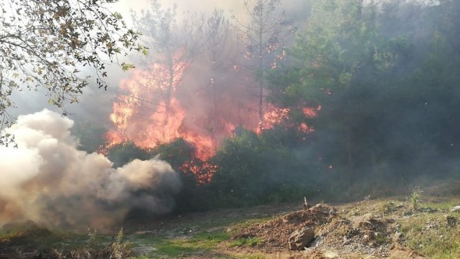 Osmaniye’deki orman yangınını söndürme çalışmaları sürüyor