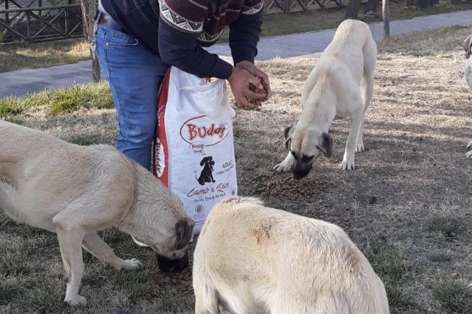 Erzincan’da belediye görevlileri sokak hayvanları için doğaya yem bıraktı