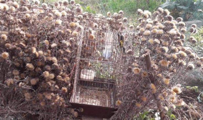 Saka kuşu avcılarına 12 bin lira ceza