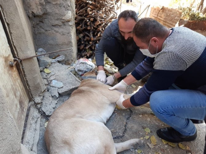 Yaralı kangal köpeği tedavi altına alındı