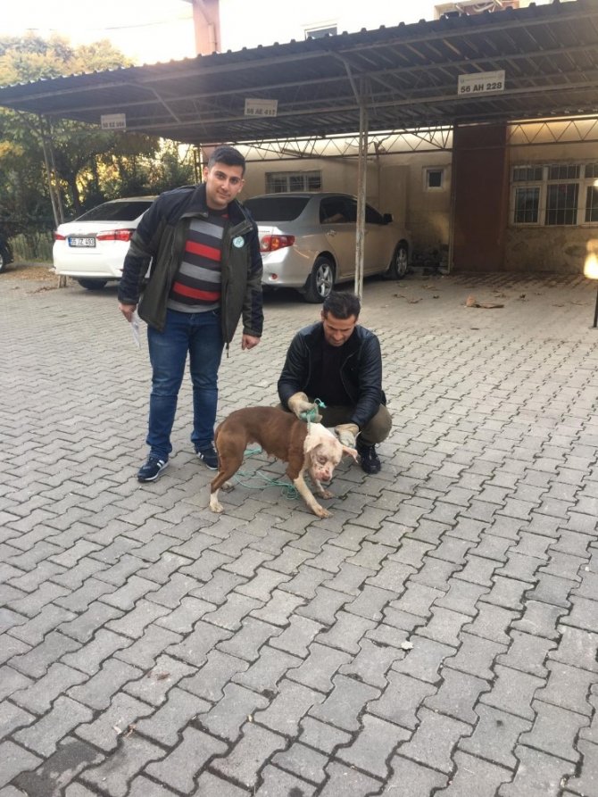 Siirt’te Pitbull cinsi köpeğe el konuldu