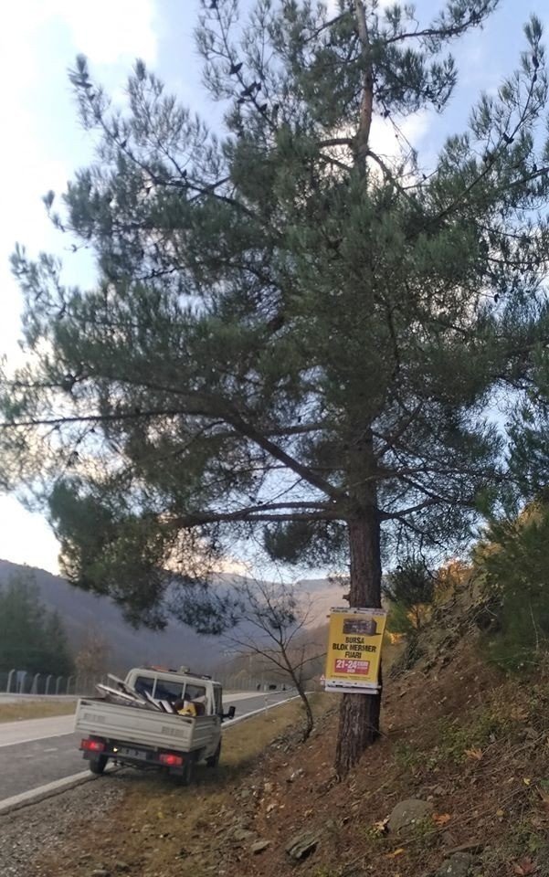 Reklam için ağaçlara çivi çaktılar