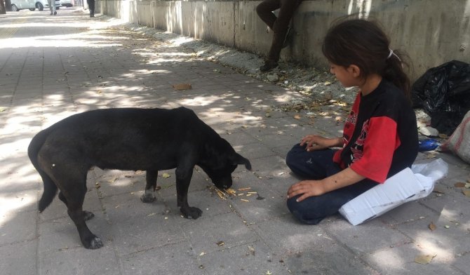Kağıtçı küçük kız yiyeceğini sokak köpeğiyle paylaştı