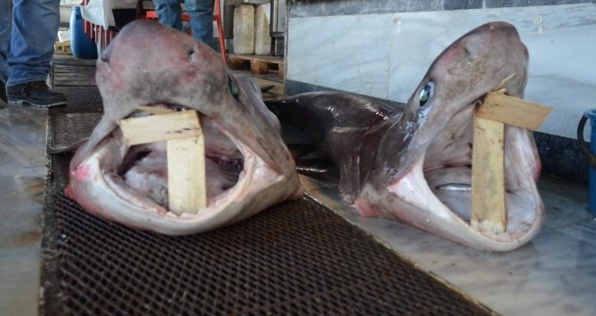 Balık avlarken 2 köpek balığı çıktı