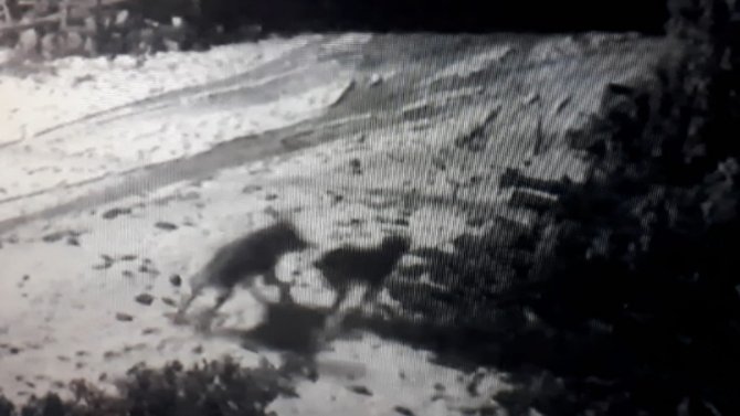 Aç kurtlar köye inip köpeğe saldırdılar