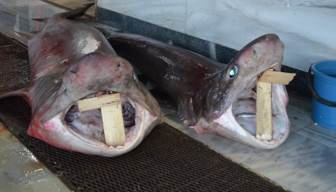 Balık avlarken 2 köpek balığı çıktı