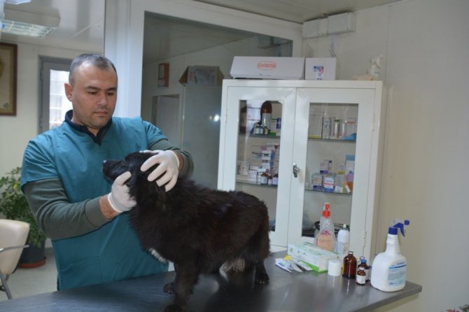 Aliağa’da 3 bin 240 sokak hayvanı tedavi edildi