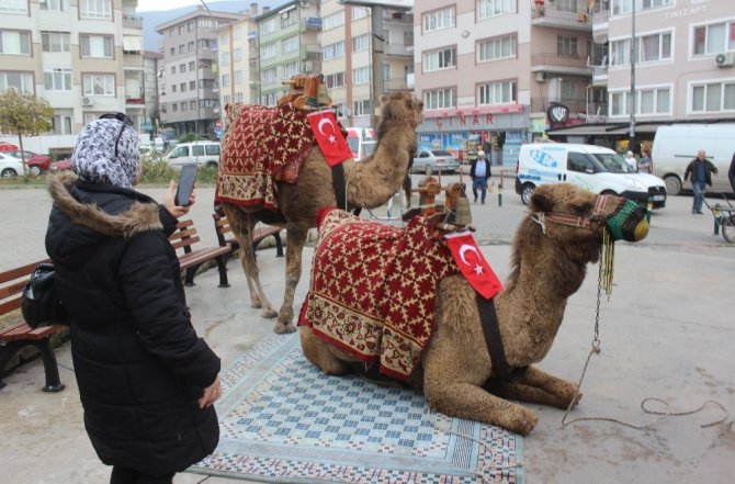 Bursa sokaklarına develer indi