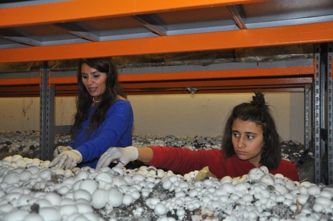 Girişimci kadınlar kurduğu tesiste yılda 18 ton mantar üretecek