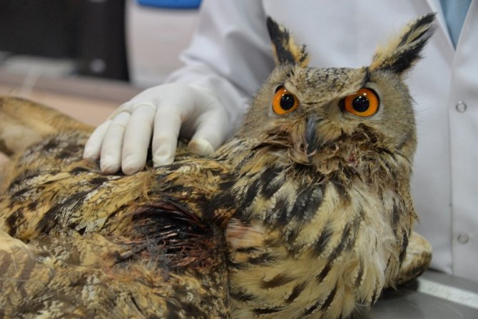 Yaralı bulunan kulaklı orman baykuşu tedavi altına alındı