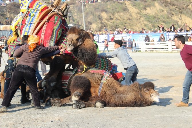 Pehlivan develer, kozlarını Germencik Arenası’nda paylaştı