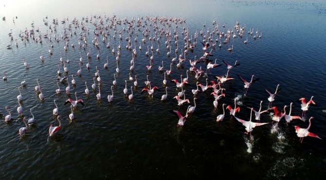 Kış mevsimi ılıman geçince flamingolar göç etmedi