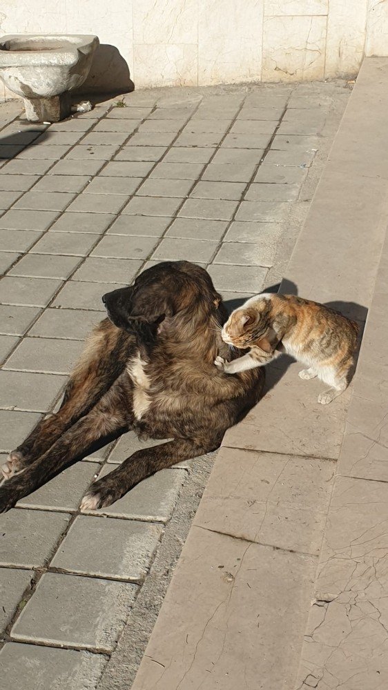 Tosya’da kedi ile köpeğin dostluğu şaşırttı