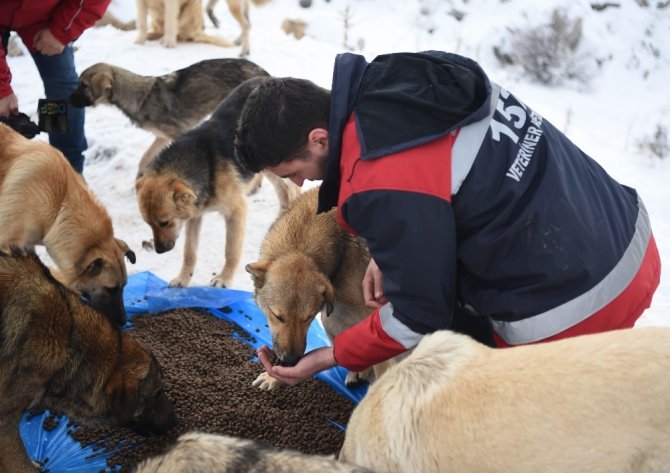 Ankara Büyükşehir Belediyesi sokak hayvanları için ilk kez hizmet içi eğitim çalışması başlattı
