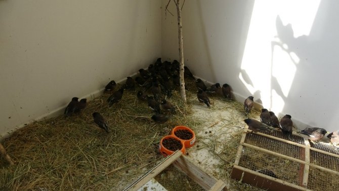 Van’da ele geçirilen Çiğdeci kuşları hayvanat bahçesine gönderilecek