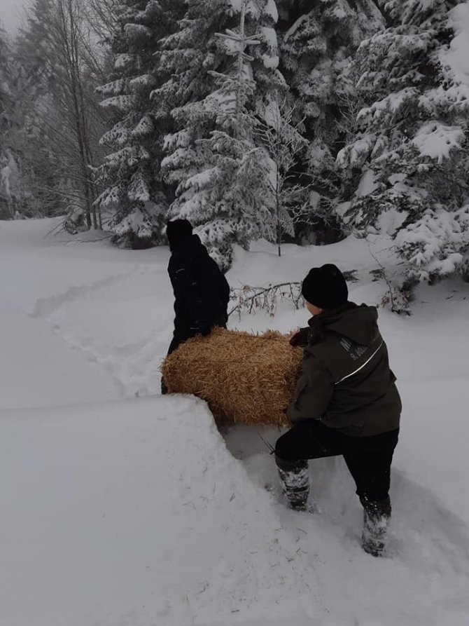 Kar yağışı nedeniyle aç kalan hayvanlara yem bırakıldı