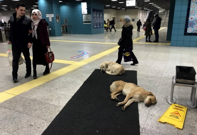 Köpekler ısınmak için Marmaray’a sığındı
